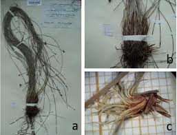 Image result for Bulbostylis scabricaulis