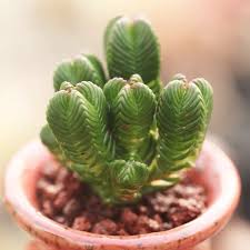 Image result for Crassula alticola