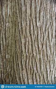 Photo About Close Up Of Cedar Tree Bark Texture Image Of Wood Cedar Texture 160223631 Tree Bark Texture Cedar Trees Elm Tree Bark