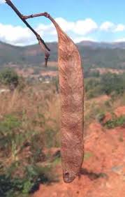 Image result for Brachystegia spiciformis × microphylla