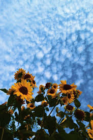 Enjoy The Palm Life Sunflower Wallpaper Sunflower Iphone Wallpaper Sunflower Photography