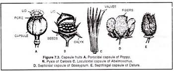 Capsule Fruits Fruit Types Of Fruit Stone Fruit