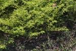 Image result for Chamaecrista zambesica
