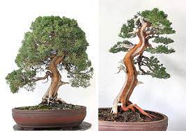 Four Before After Bonsai In 2021 Bonsai Art Bonsai Tree Types Bonsai Tree Care