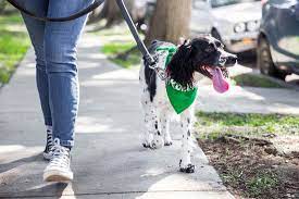 The dog walking apps are digital platforms (website and app) like the uber app but for dogs. Pandemic Pet Owners Turn To Wag Rover Dog Walking Apps As Normalcy Returns Bloomberg