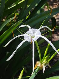 Image result for Lapeirousia littoralis