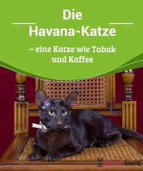 die havana katze eine katze wie tabak und kaffee deine tiere katzen katzen rassen katzen fallen