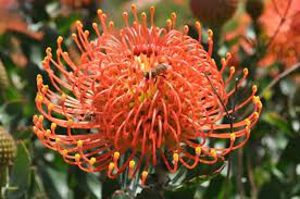 Flame Giant Pincushion Proteas And Leucadendrons Flowers By Category Flowers Protea Flower Pots