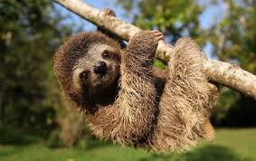 Obtendrá los archivos inmediatamente después de la confirmación del pago. El Perezoso Un Marsupial Lento De La Selva Americana Animales Del Amazonas Perezoso Animal Perezoso