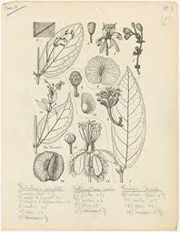 Image result for Flabellaria paniculata