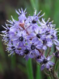 Image result for Schizocarphus