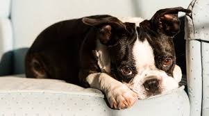 Boston Terrier Puppy Seal / White Id:1823 Located At Petland Fort Walton  Beach, Fl
