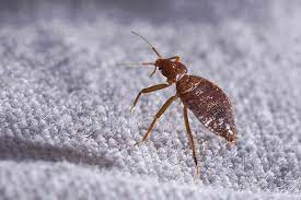 Food & pests don't mix. Pros In Control Pest Services Best Bed Bug Extermination Perth Amboy Nj