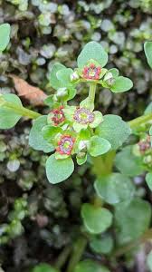 Image result for Chrysosplenium americanum