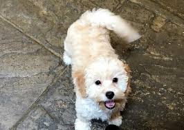 Maple hill doodles breeds cavadoodle puppies for sale in the cleveland, ohio region. Cavapoo Puppies For Sale In Columbus Ohio Classified Americanlisted Com
