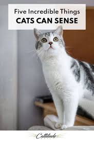 Five Incredible Things Cats Can Sense In 2020 Cat Facts Cats The Incredibles