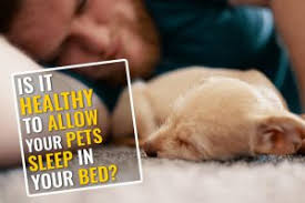 The worldwide holiday celebrating pets and promoting adoption on april 11th annually! Pet Holidays 2020 Celebrate Your Pet Throughout The Year Petmoo