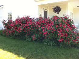 Pin By 4 Site Llc On Favorite Plantings Knockout Roses Front House Landscaping Planting Flowers