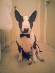 A True Gentleman Black Tie And Tails Wow This Is Going To Be Some Party British Bull Terrier Bull Terrier Funny Mini Bull Terriers