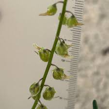 Image result for Crotalaria sphaerocarpa