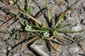 Image result for Limosella