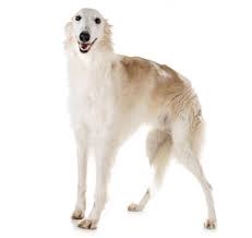 The borzoi is a large, beautiful and speedy hound with a lovely, flowing coat. Borzoi Dog Breed Information Purina