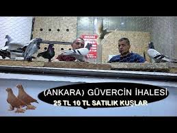 Ankara Guvercin Ihalesi Orjinal Guvercinler Youtube