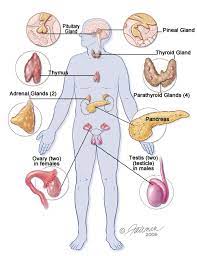 Human Physiology Endocrine System Endocrine System Brain Structure Endocrine