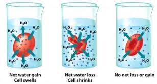 Sel prokariotik memiliki dna yang tidak dibungkus dengan kata lain, jika suatu sel berada di lingkungan yang hipertonik maka air akan keluar dari sel sehingga menyebabkan sel hewan mengalami krenasi. Pengertian Larutan Hipertonik Dan Contoh Larutan Hipertonik Usaha Tiga Dua Satu