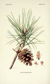 Addisonia Illustrations Fleurs Pinus Densiflora Pin Gravures Illustrations Dessins Images Dessins Botaniques Dessin Botanique Impressions Botaniques