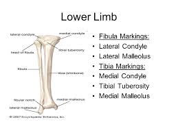 Muscle tendon/ligament attachment, neurovasculature entering/exiting bone, joint formation, etc.) and. Appendicular Skeleton Pectoral And Pelvic Girdles Limbs 126 Bones Ppt Download