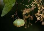 Image result for Gymnosporia mossambicensis