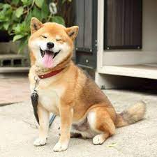 Smile Day Cute Dog Pictures Akita Puppies Dog Friends