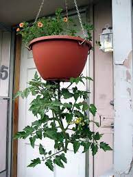 Diy Upside Down Tomato Planter The Garden
