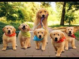 Dunyanin En Kucuk Kopek Turleri 8 Youtube 2020 Kopek Egitimi Kopek Labrador Retrievers