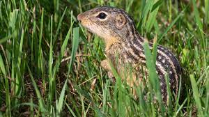 Here S How Hibernating Squirrels Live For Months Without Water Science Aaas