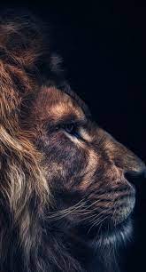 Zdorodz Zdorodz Animalwallpaper Farmanimals Wildanimals Zdorodz In 2021 Lion Images Lion Wallpaper Lion Photography