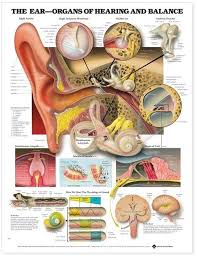 The Ear Organs Of Hearing And Balance Poster 66x51cm Anatomical Chart New Edu Ear Anatomy Anatomy Human Anatomy And Physiology