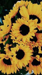 Yellow Flowers Phone Wallpaper Sunflower Wallpaper Flower Wallpaper Iphone Background
