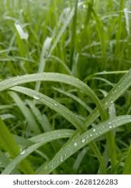 Image result for Hemarthria