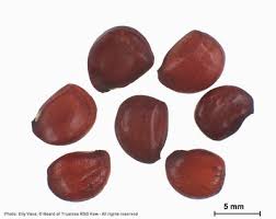 Image result for Androstachys