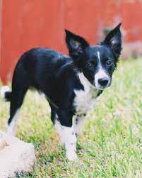 Mini Borders What You Need To Know About Miniature Border Collies Bordercolliehealth