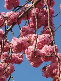 Reach fruit from this little one tree orchard standing right on the ground. Japanese Cherry Tree Planting Pruning Caring For This Astounding Tree