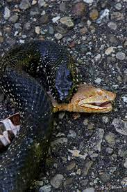 The Buckeye Botanist Copperhead Vs Eastern Black Kingsnake Buckeye Shock And Awe Fabulous Beasts