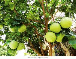 More or less, there are two options for rooting fruit trees from cuttings: Philippines Grow Pummelo And Jackfruit In Your Farm Tfnet International Tropical Fruits Network