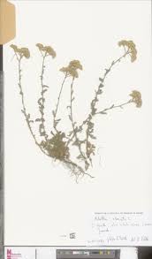 Image result for Pauridiantha dewevrei