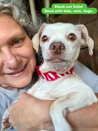 Meet Colin, a sweet little Chihuahua with a heart full of love and a  fondness for cozy laps. This affectionate boy is wonderful with kids, cats,  and other dogs, and he truly