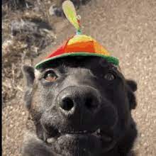 Dog Hat Gifs Tenor