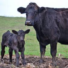 Beef Cattle Life Stages My Fearless Kitchen