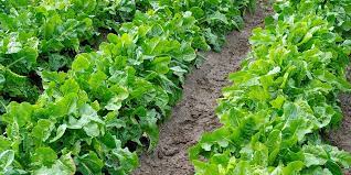 Que planter en septembre ? Que Planter En Aout Au Potager Fiches Pratiques Du Jardin